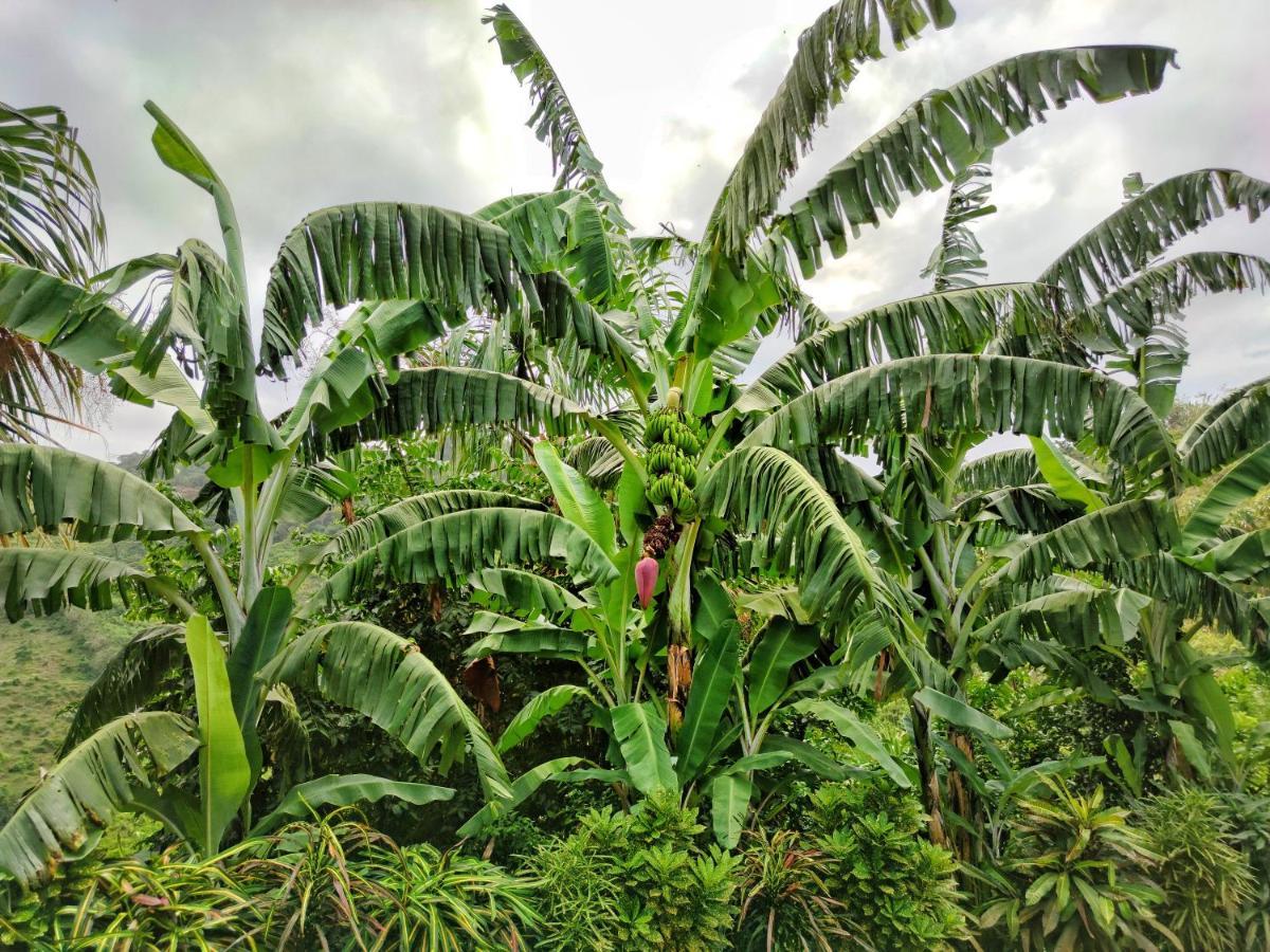 Finca Cuipo Buritaca Εξωτερικό φωτογραφία